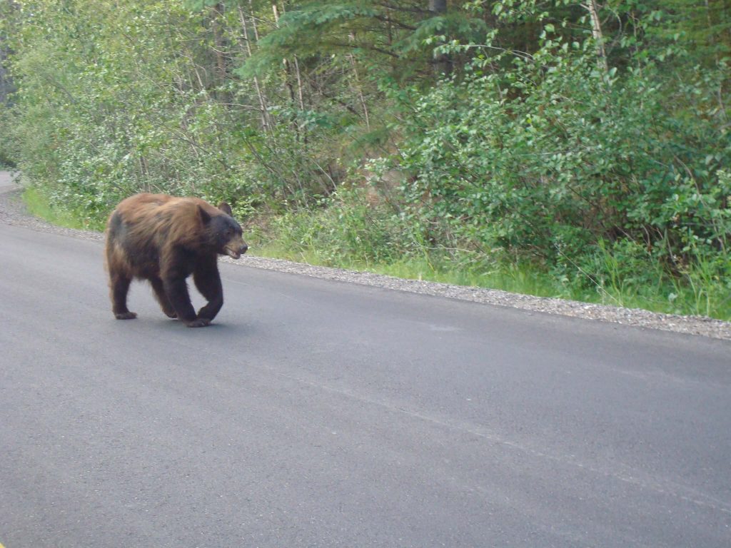 CANADÁ LADO OESTE - Podemos encontrar diversos animais atravessando a pista, como por exemplo, um URSO! É preciso tomar cuidado e não se aproximar deles. Essa foto foi suficiente!