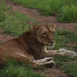 Kruger Park com seus leões, símbolo de bravura e nobreza - África do Sul, África