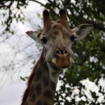 Uma "selfie"de Zebra - África do Sul, África