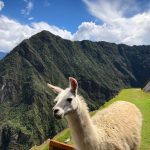 As Lhamas são usadas para transporte e na extração de lã - Machu Picchu, Peru