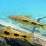 A prática de flutuação permite a observação de muitas espécies de peixes, além de plantas aquáticas - Bonito, Mato Grosso do Sul