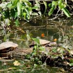 Ótima estrutura associada a exuberante paisagem natural, local para quem curte fazer passeios junto a natureza - Bonito, Mato Grosso do Sul