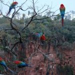 Para quem gosta de admirar as mais diferente espécies de aves - Bonito, Mato Grosso do Sul