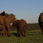 Ver, tocar e passear nos elefantes é uma experiência imperdível - África do Sul, África