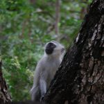 Várias espécies raras de macacos - África do Sul, África