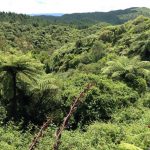 Cerca de 30% do País é coberto por florestas naturais - Nova Zelândia