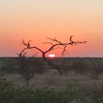 Uma rara vegetação no meio do deserto enquanto o sol se põe - África do Sul, África