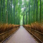 Floresta em Arashiyama, bela paisagem do Bosque de Bambu - Kyoto, Japão